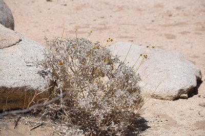 Encelia farinosa, photographed by velodrome