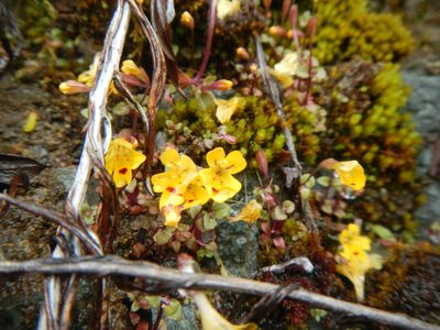 Erythranthe alsinoides, photographed by humon