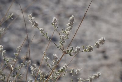 Condea emoryi