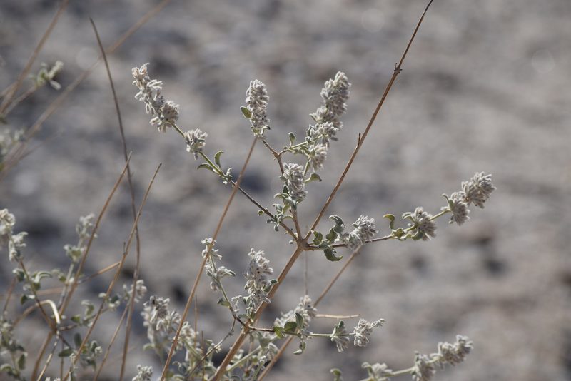 Condea emoryi, photographed by velodrome
