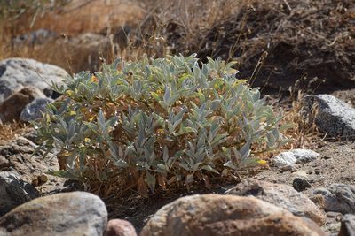 Encelia farinosa