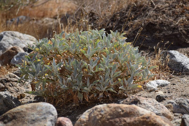 Encelia farinosa, photographed by velodrome