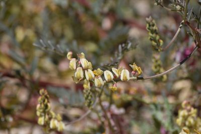 Astragalus douglasii, photographed by velodrome