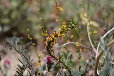 Acmispon glaber, photographed by velodrome