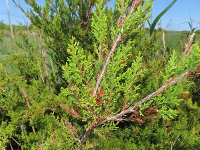 Juniperus virginiana, photographed by Mila C.