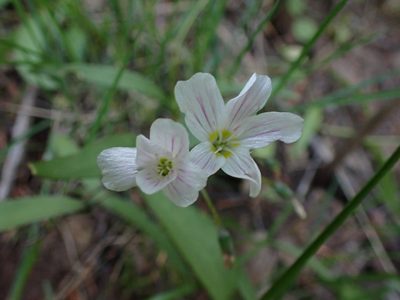 Claytonia lanceolata, photographed by Shane Johnson