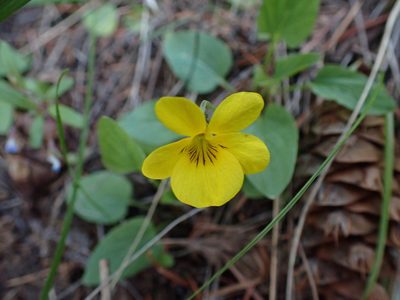 Viola vallicola, photographed by Shane Johnson