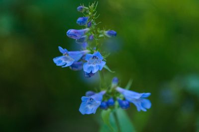 Penstemon cyananthus, photographed by Rolf Lawrenz