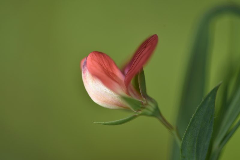 Lathyrus cicera, photographed by Jacqueline Jeanne