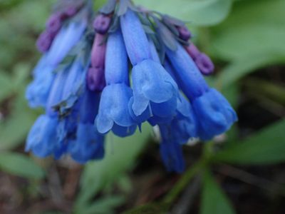 Mertensia longiflora, photographed by Shane Johnson