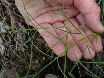 Perideridia gairdneri, photographed by Shane Johnson