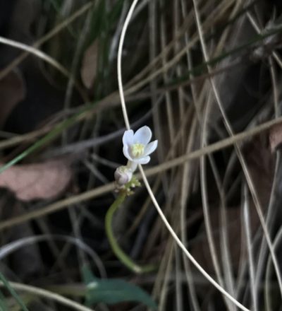 Jarilla heterophylla, photographed by Itzel Flores