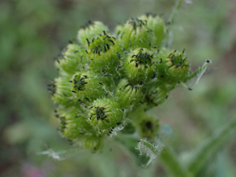 Senecio integerrimus, photographed by Shane Johnson