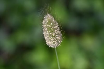 Lagurus ovatus, photographed by Jacqueline Jeanne