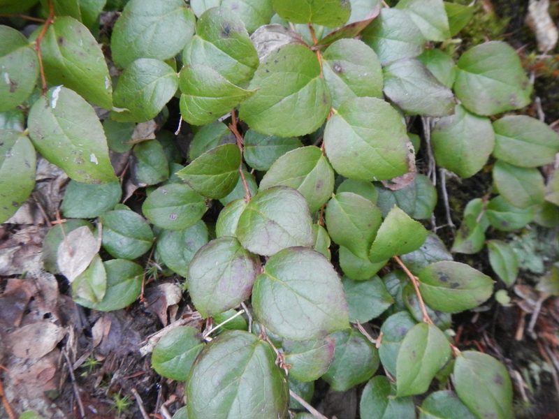 Gaultheria ovatifolia, photographed by humon