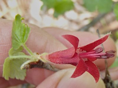 Ribes lobbii, photographed by Tom Wainwright