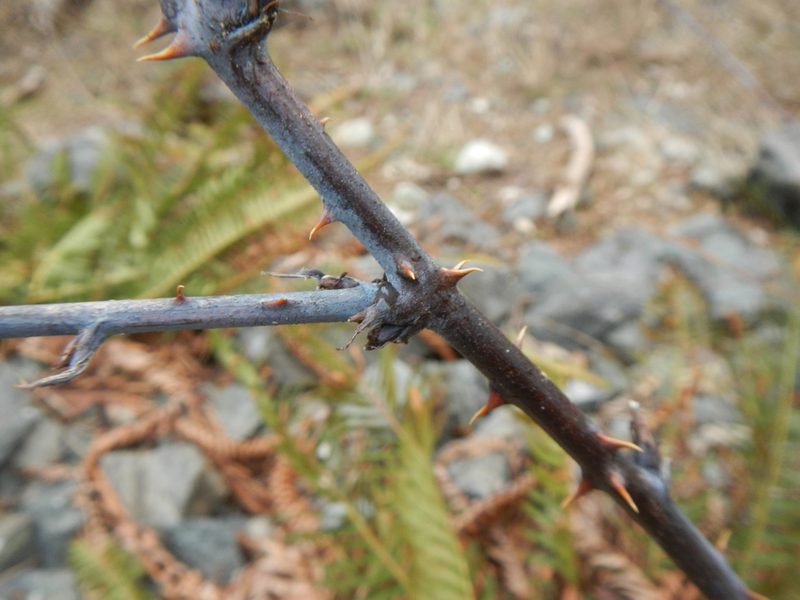 Rubus leucodermis, photographed by humon