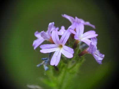Erinus alpinus, photographed by Yves Bas