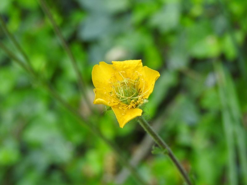 Geum sylvaticum, photographed by Yves Bas