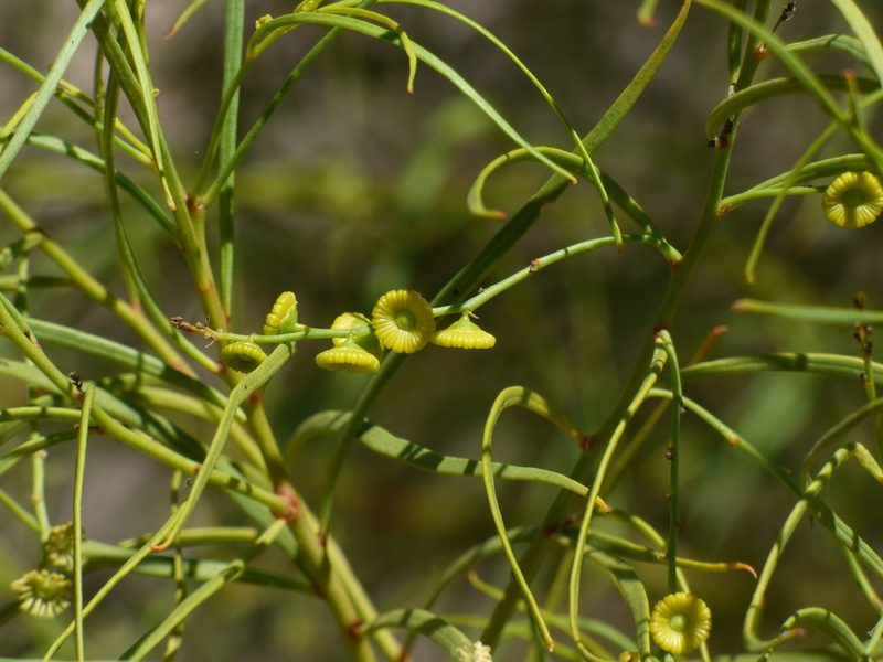 Codonocarpus pyramidalis, photographed by garrytre