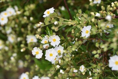 Cistus monspeliensis, photographed by Jacqueline Jeanne