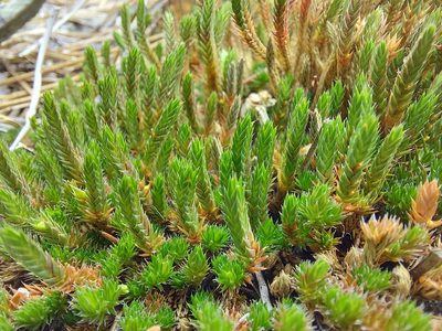 Selaginella scopulorum, photographed by Ian Adams