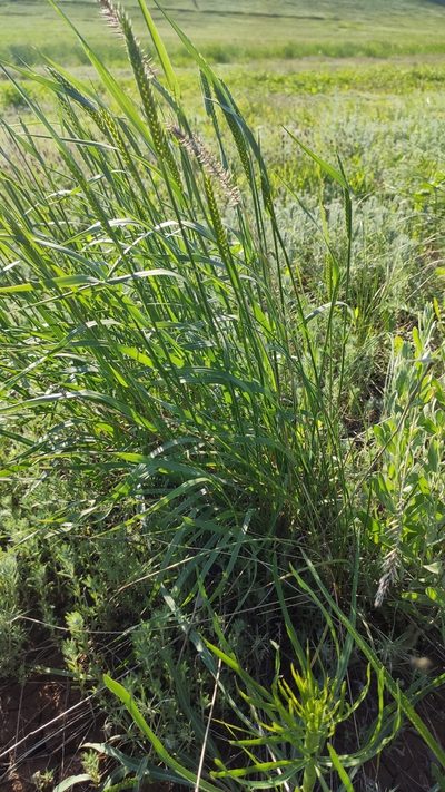 Agropyron fragile, photographed by Андрей Козлов