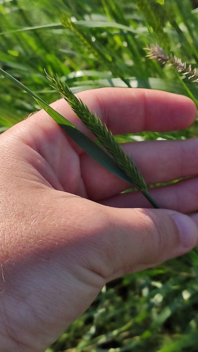 Agropyron fragile, photographed by Андрей Козлов