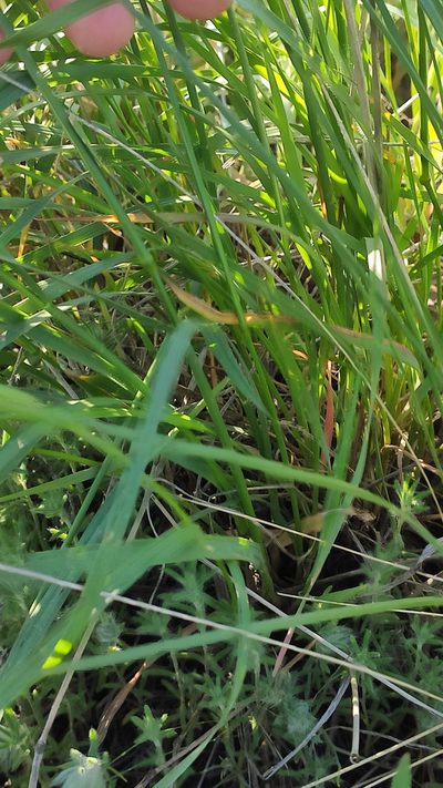 Agropyron fragile, photographed by Андрей Козлов