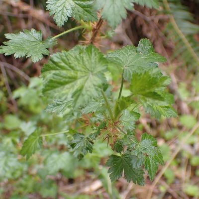 Ribes lacustre, photographed by giantcicada