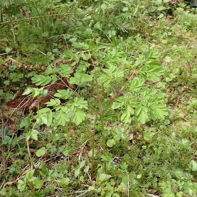 Corydalis scouleri, photographed by giantcicada