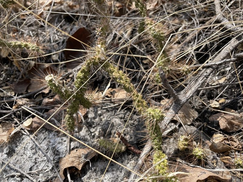 Opuntia pubescens, photographed by Rafael Cano