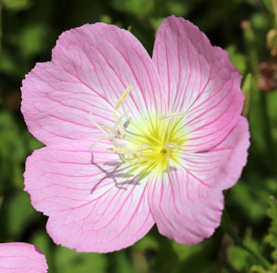 Oenothera speciosa, photographed by Catherine C. Galley