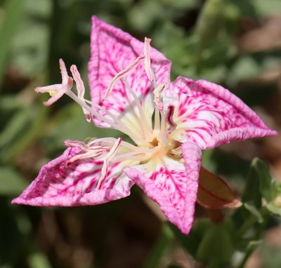 Oenothera canescens