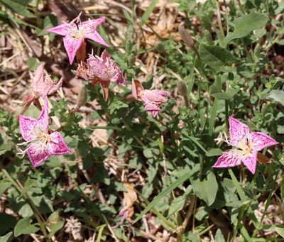 Oenothera canescens, photographed by Catherine C. Galley