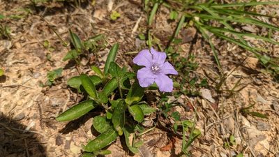 Ruellia caroliniensis, photographed by Joseph Aubert