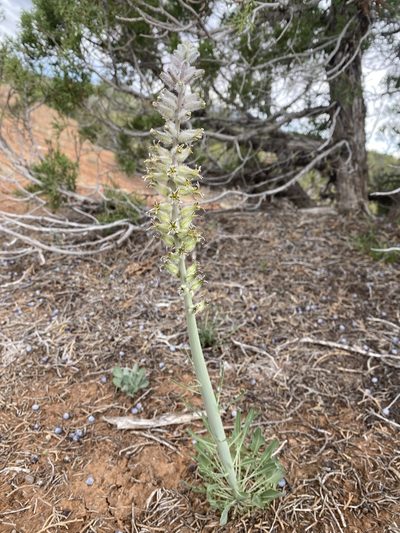 Streptanthus crassicaulis, photographed by Parker Hopkins