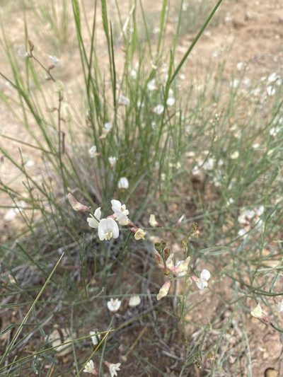 Astragalus convallarius, photographed by Parker Hopkins