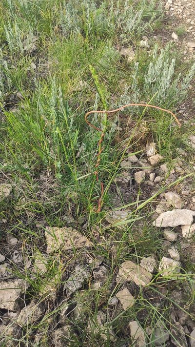 Cuscuta monogyna, photographed by Андрей Козлов