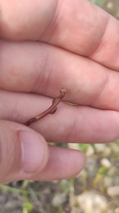 Cuscuta monogyna, photographed by Андрей Козлов