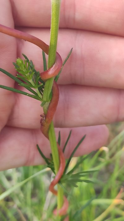 Cuscuta monogyna, photographed by Андрей Козлов