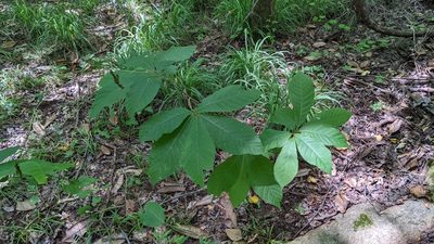 Asimina triloba, photographed by Joseph Aubert