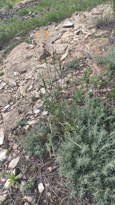 Agropyron fragile, photographed by Андрей Козлов