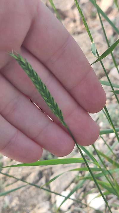 Agropyron fragile, photographed by Андрей Козлов
