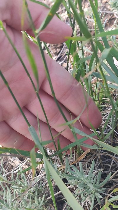 Agropyron fragile, photographed by Андрей Козлов