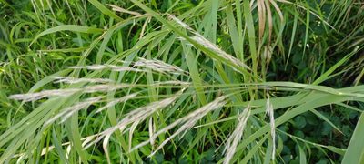 Phragmites karka, photographed by Dana Lee Ling