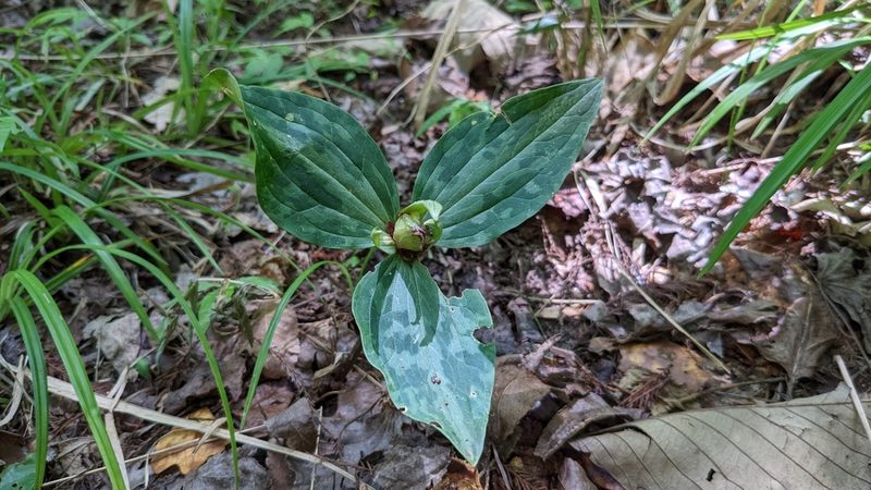 Trillium ludovicianum, photographed by Joseph Aubert