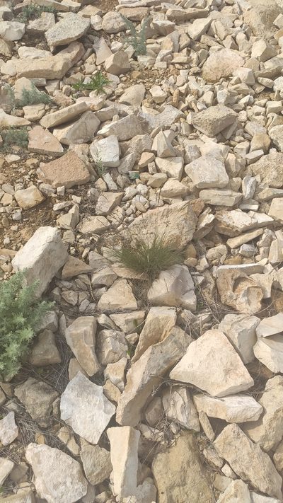 Festuca rupicola, photographed by Андрей Козлов