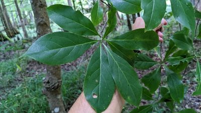 Symplocos tinctoria