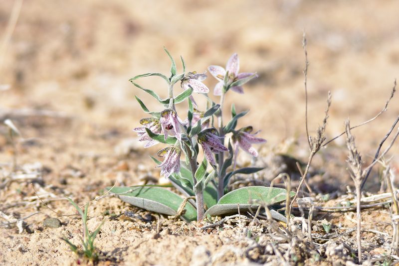 Fritillaria karelinii, photographed by Kudaibergen Amirekul